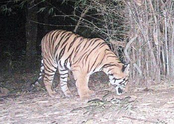 عادل آباد میں شیرکی موجودگی سے سنسنی