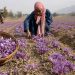 کشمیر: امسال زعفران کی پیدا وار میں 30 فیصد کا اضافہ