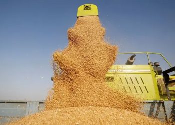 رواں سیزن میں گندم کی ریکارڈ فصل متوقع