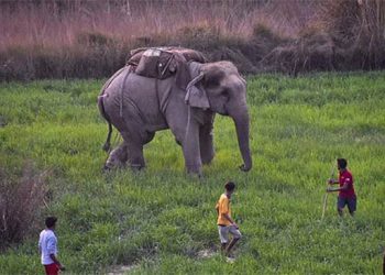 جھارکھنڈ میں ہاتھی نے 15افراد کی لی جان