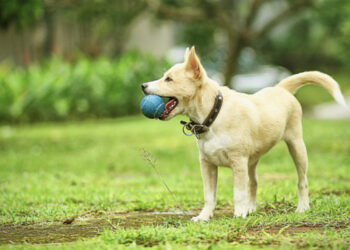 اے ایم یو کیمپس میں کتے پکڑنے کی مہم چلائی گئی