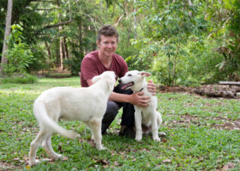 مشہوربرطانوی "ماہرِمگرمچھ” کا کتوں کے ساتھ جنسی درندگی کا اعتراف