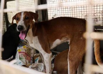 جی ٢٠ کانفرنس کے  سبب کتوں پر بھی آئی شامت