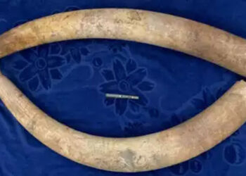 تمل ناڈو میں ہاتھی دانت کے تین اسمگلروں کی گرفتاری