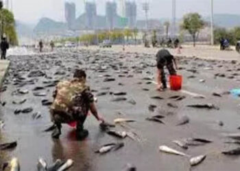 ایران میں اللہ نے برسائی  مچھلیوں کی بارش