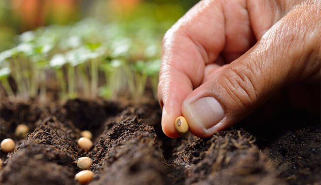 بیج کی 109 قسمیں آج جاری کی جائیں گی