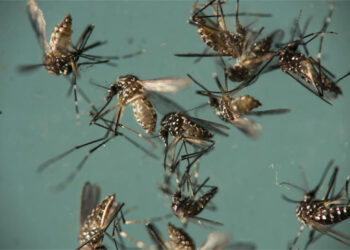 پونے میں زیکا وائرس کا قہر، 5 کی موت